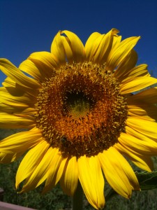 sunflower