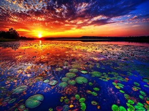 business web lilypad lake sunset