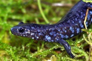 Salamander