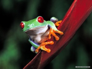 frog