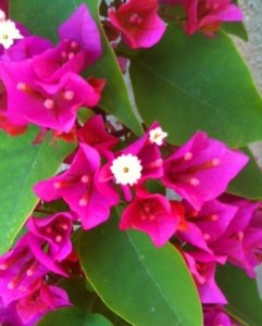 business pink bougainvilla with leaves