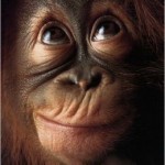 Monkey Brain Chatter 1